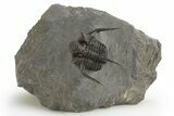 Impressive Spiny Cyphaspis Trilobite - Morocco #312721-3